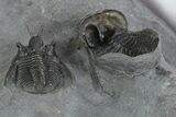 Two Devil Horned Cyphaspis Trilobites - Mrakib, Morocco #350518-4